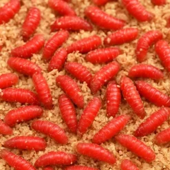 Asticots Rouge